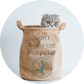 Contact form Image Demo access Cat in a bag